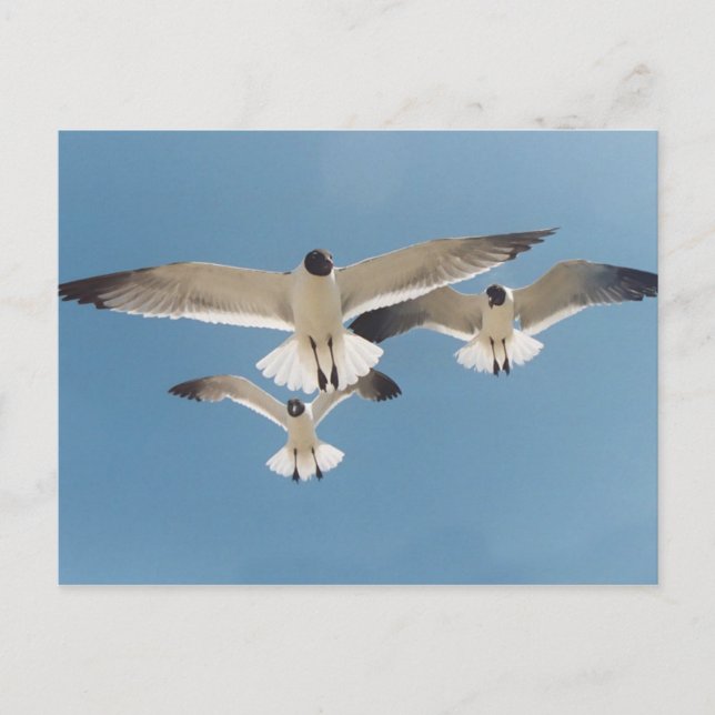 Tres postales de gaviotas (Anverso)