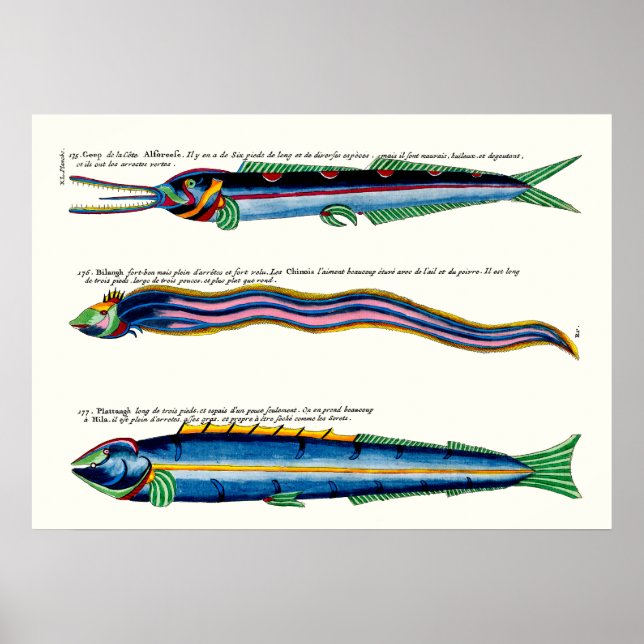 Tres Posters flacos de pescado en blanco antiguo (Frente)