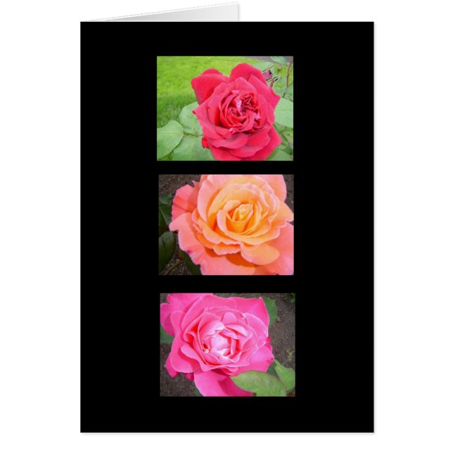 Tres Rosas Hermosas (Frente)