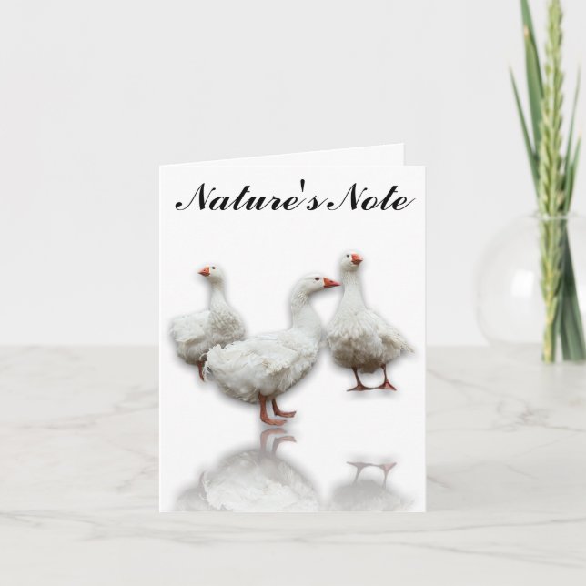 TRES SEBASTOPOL GEESE EN TARJETA DE NOTA DE AVES B (Anverso)