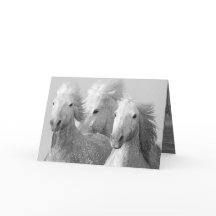 Tres tarjetas de felicitación de caballos blancos