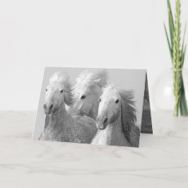Tres tarjetas de felicitación de caballos blancos