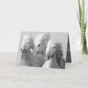 Tres tarjetas de felicitación para caballos blanco