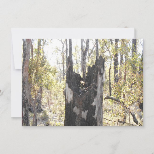 Tres tarjetas iluminadas (Anverso)