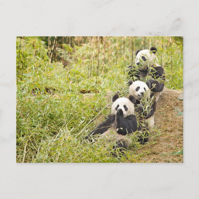Tres tazas de panda de enganche de postal personal (Anverso)