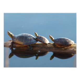 Tres tortugas en la ampliación de una gran foto