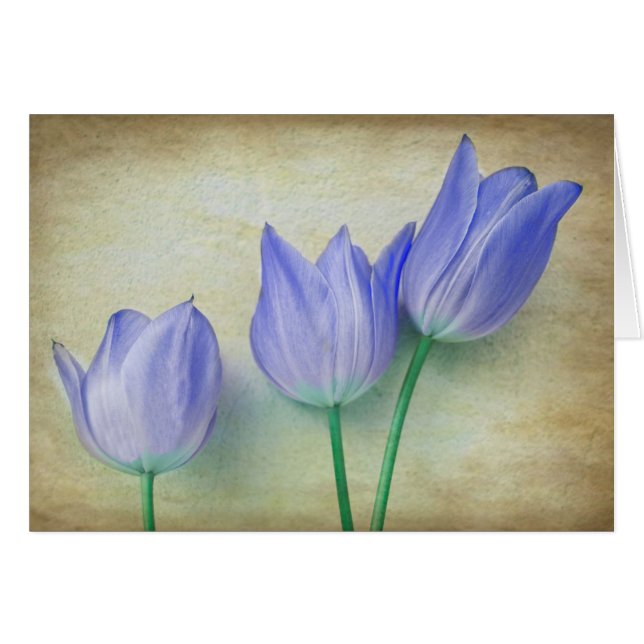 Tres tulipanes azules (Anverso (Horizontal))