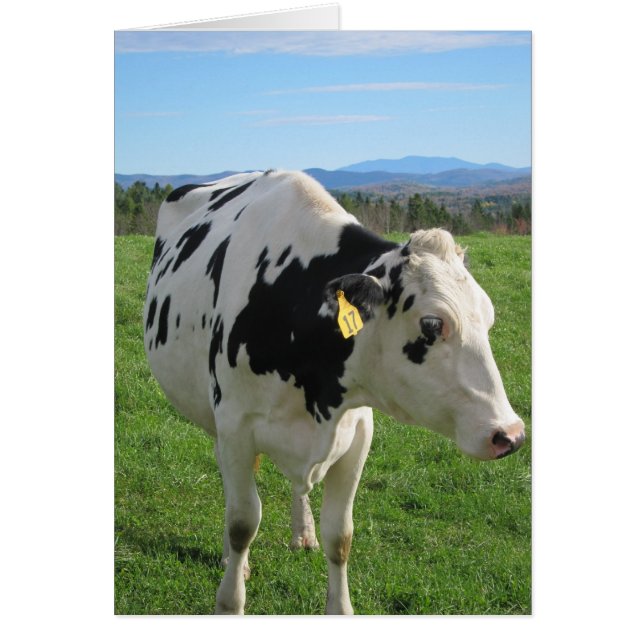 Tres vacas de piernas 5x7 (Frente)