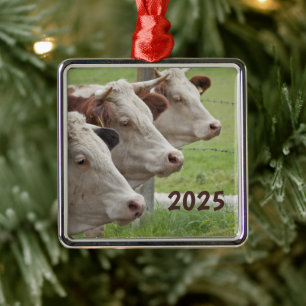 Tres vacas en un ornamento consecutivo