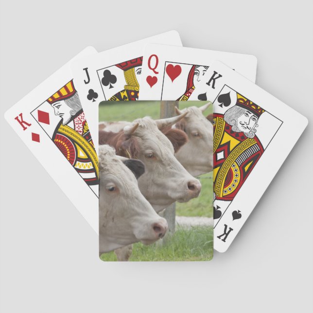 Tres vacas en una fila jugando cartas (Reverso)