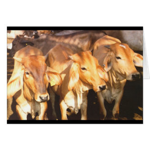 Tres vacas marrones en tarjeta de felicitación Gol