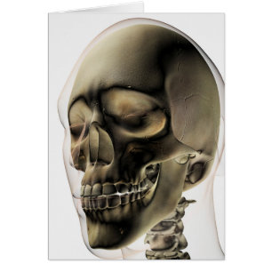 Tres Vistas Dimensionales De La Calavera Y Los Die