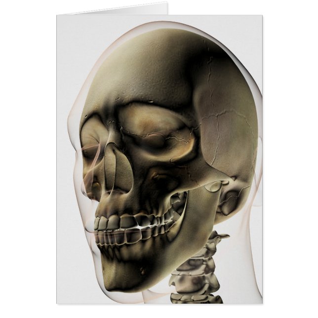 Tres Vistas Dimensionales De La Calavera Y Los Die (Frente)