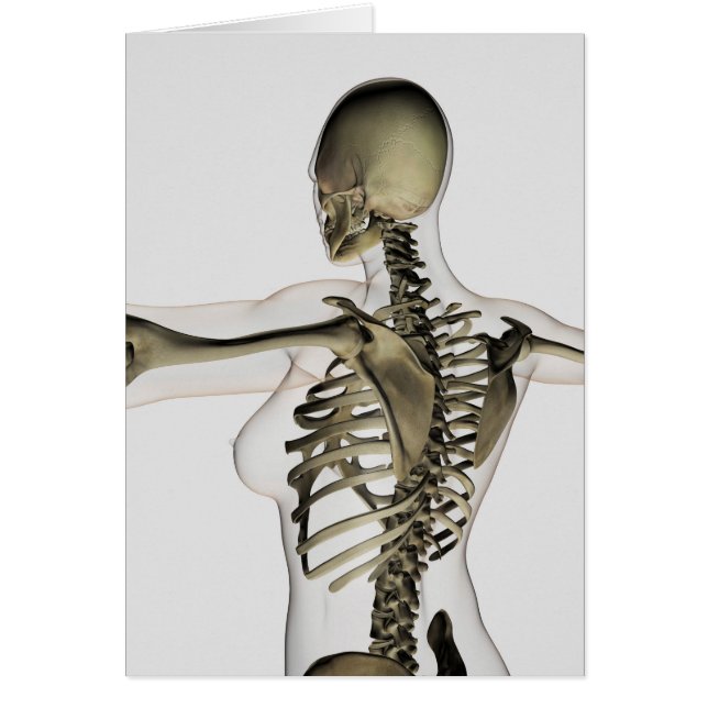 Tres Vistas Dimensionales De La Espalda Superior F (Frente)