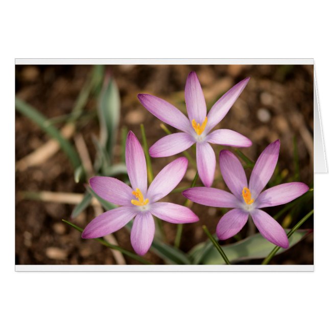 Triángulo del azafrán de la lavanda (Anverso (Horizontal))