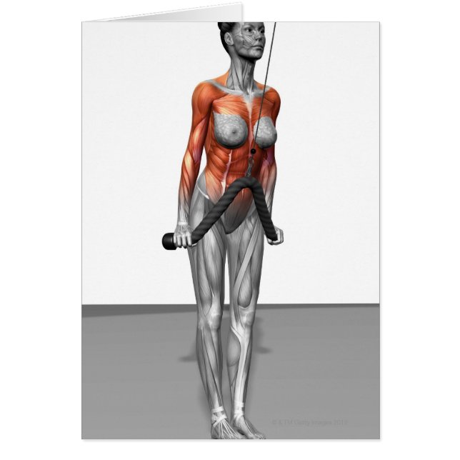 Triceps empujan a los alborotos (Frente)