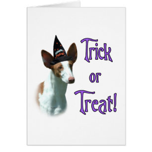 Trick de hound ibicenco