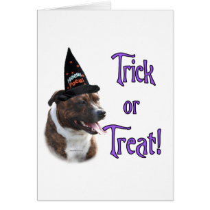 Trick de Staffordshire Bull Terrier