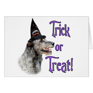 Trick irlandés Wolfhound