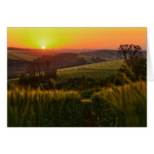 Trigo de la agricultura del atardecer
