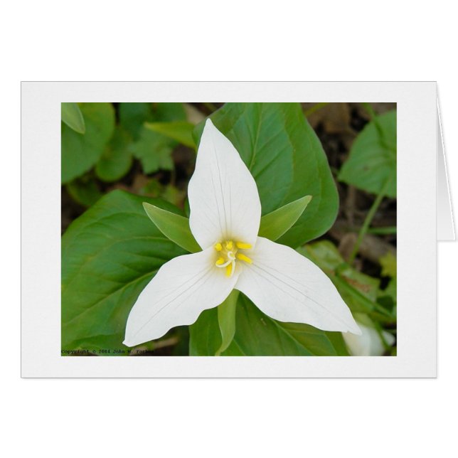 Trillium (Anverso (Horizontal))