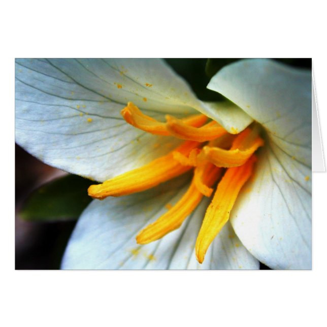 Trillium (Anverso (Horizontal))