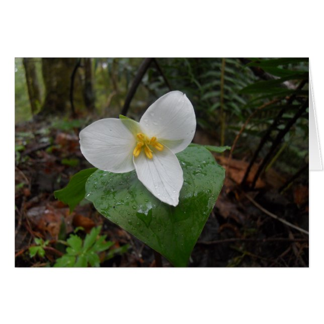 Trillium (Anverso (Horizontal))
