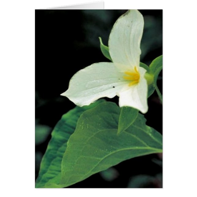 Trillium blanco (Frente)