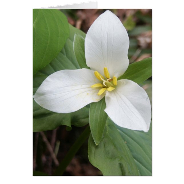 Trillium Blossom (Frente)