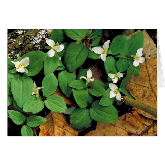 Trillium de nieve (Anverso (Horizontal))