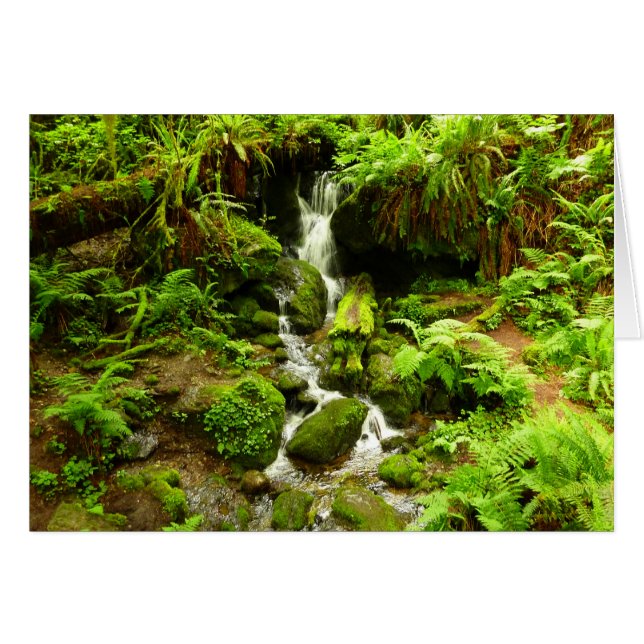 Trillium Falls en el Parque Nacional Redwood (Anverso (Horizontal))