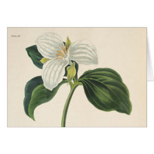 Trillium florecido grande