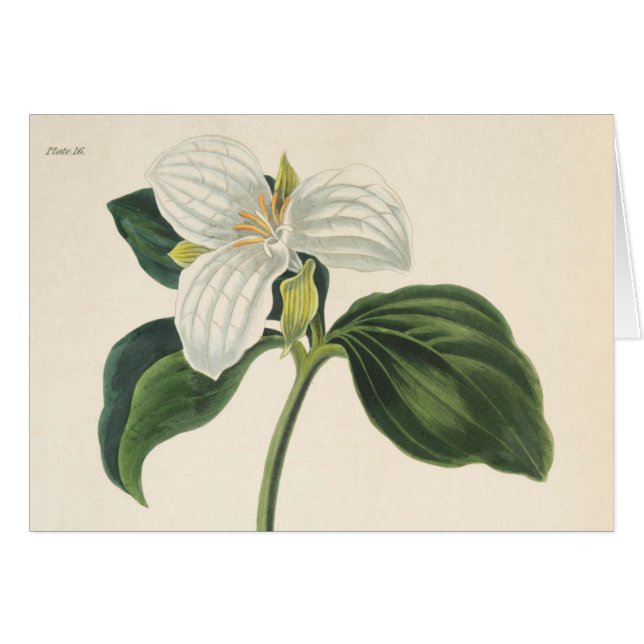 Trillium florecido grande (Anverso (Horizontal))
