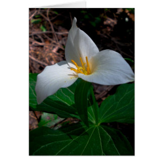 Trillium occidental