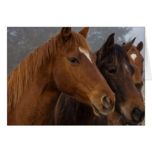 Trillizos de caballos