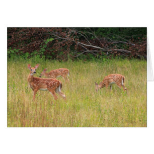 Trillizos de Deer Fawn