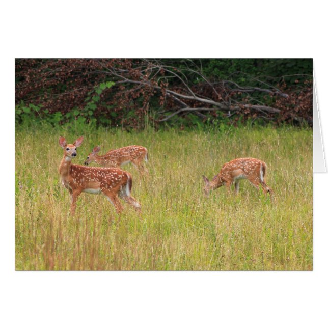 Trillizos de Deer Fawn (Anverso (Horizontal))