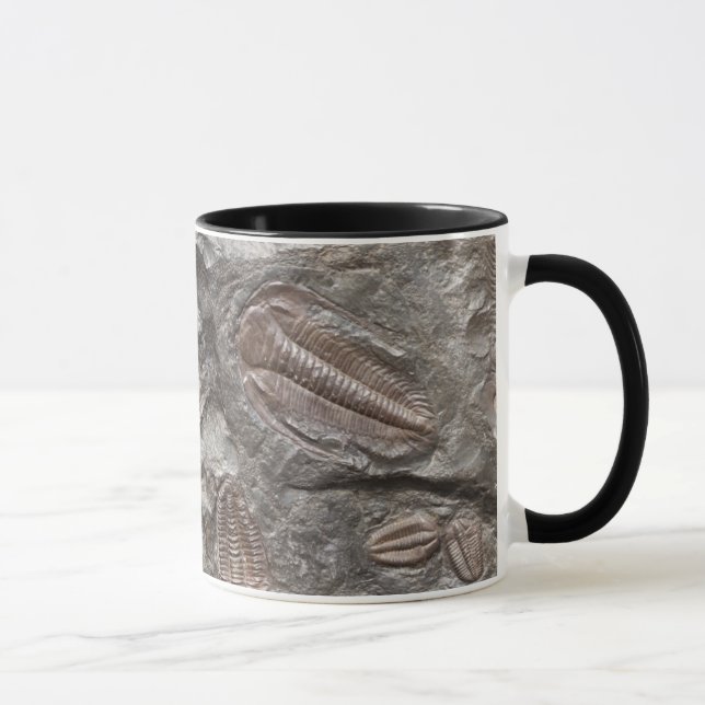 Trilobites fósil: Taza de los FÓSILES de TRILOBITE (Derecha)