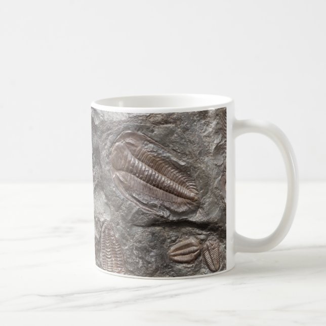 Trilobites fósil: Taza de los FÓSILES de TRILOBITE (Derecha)