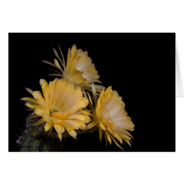 Trío de Carlomagno (Anverso (Horizontal))