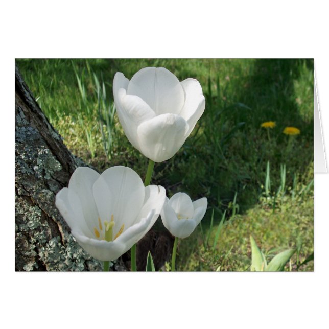 Trío de flor de tulipanes blancos (Anverso (Horizontal))