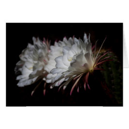 Trío de flores de cactus blancas
