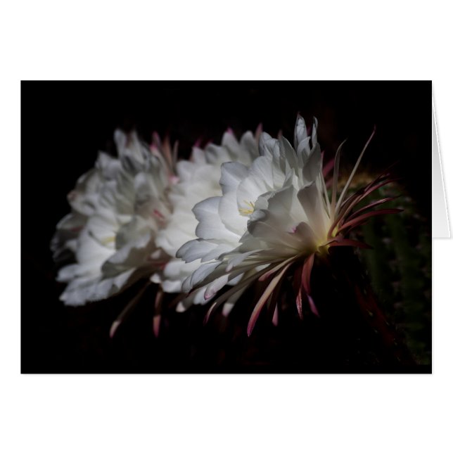 Trío de flores de cactus blancas (Anverso (Horizontal))