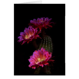Trío de flores de Cactus de primavera