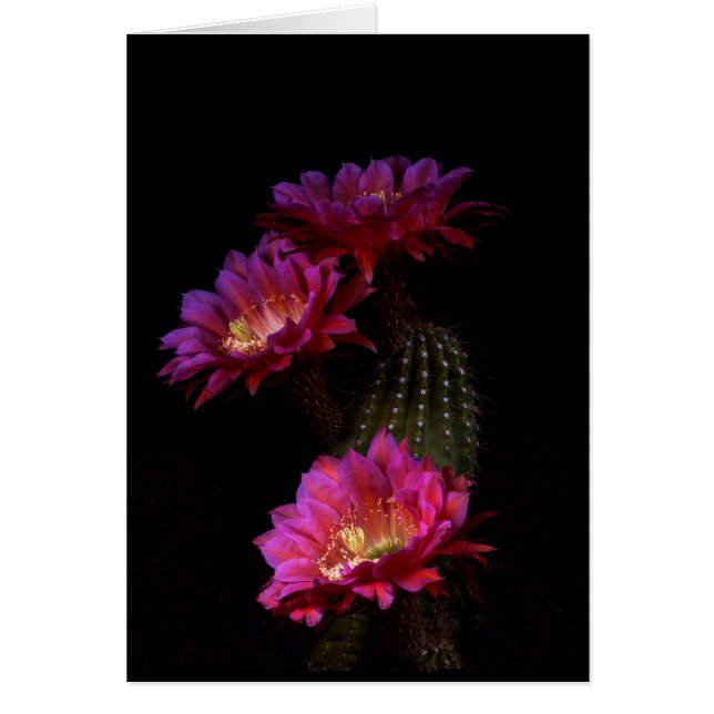 Trío de flores de Cactus de primavera (Frente)