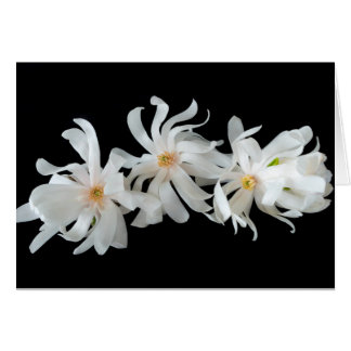 Trío de flores de magnolia sobre negro