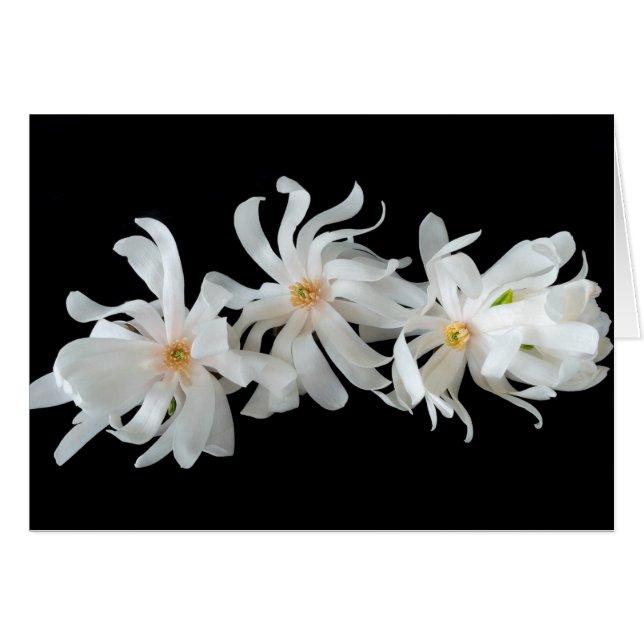Trío de flores de magnolia sobre negro (Anverso (Horizontal))