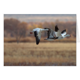 Trío De Geese