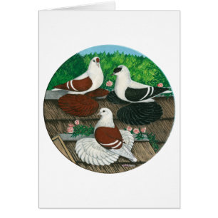 Trío de palomas de color