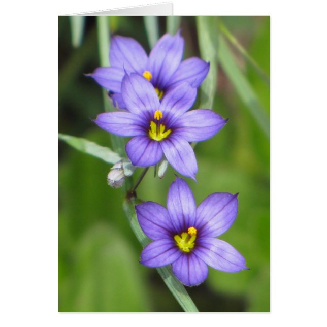 Triple morado (Frente)